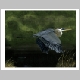 Blue Heron in Flight.jpg